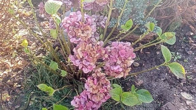🌊Святой источник _Монастырский колодец_ в Венëве🌊Прекрасные цветы и кустарники в ноябре🌊