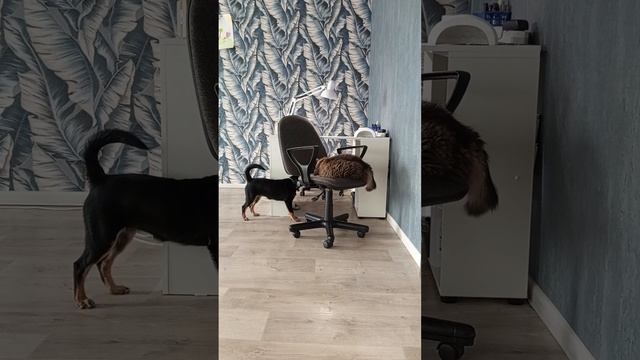 Тима и Альфа играют