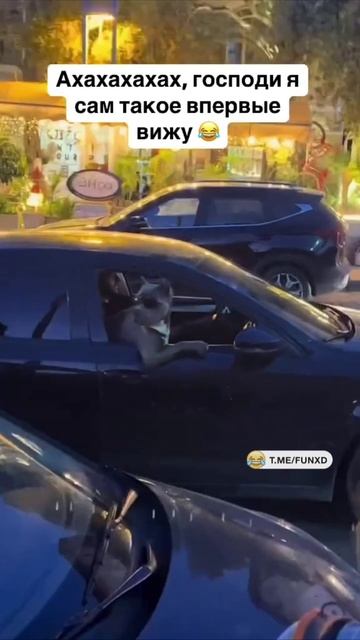 Крутой пёс😁