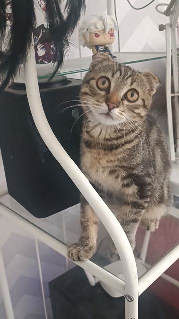 Щаобао. Молодой леопард