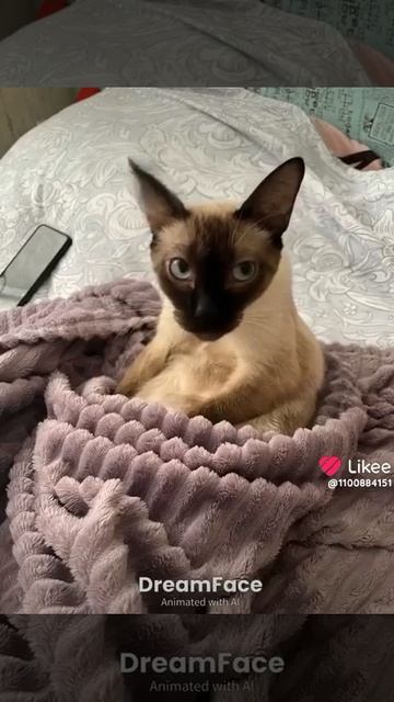 кот марс!