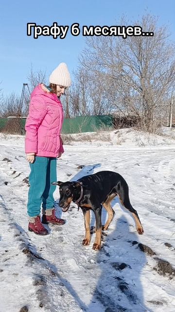 Вырос наш доберман #доберманграф #доберман #собака #собакаулыбака