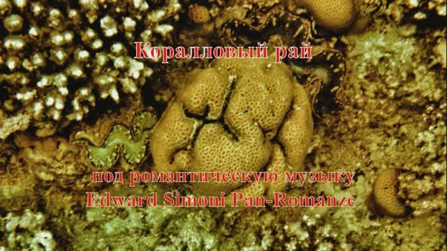 9. Кораллы Дольчатый порит и Тернистая ахинофиллияпод музыку Edward Simoni Pan-Romanze