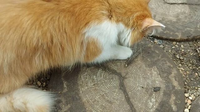 Красивые рыжие кошки, интересные когда молодые и на охоте ) (2)