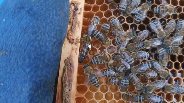 Как сделать пчеломатку особенно заметной в улье? Как пометить матку?