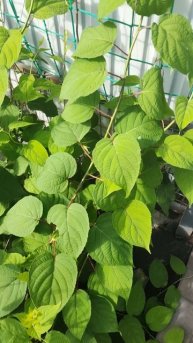 Лето 25 года, растения после майского заморозка Ч.2. #Тамбов #shorts