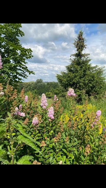 Летние прогулки по Московской области (с. Остров)