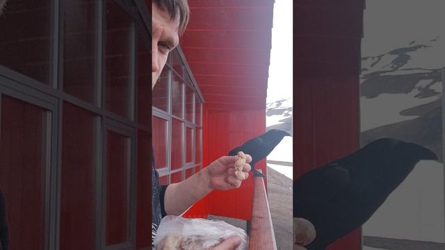 Ворон с которым я подружился