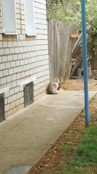 VID_20250617_133310.mp4