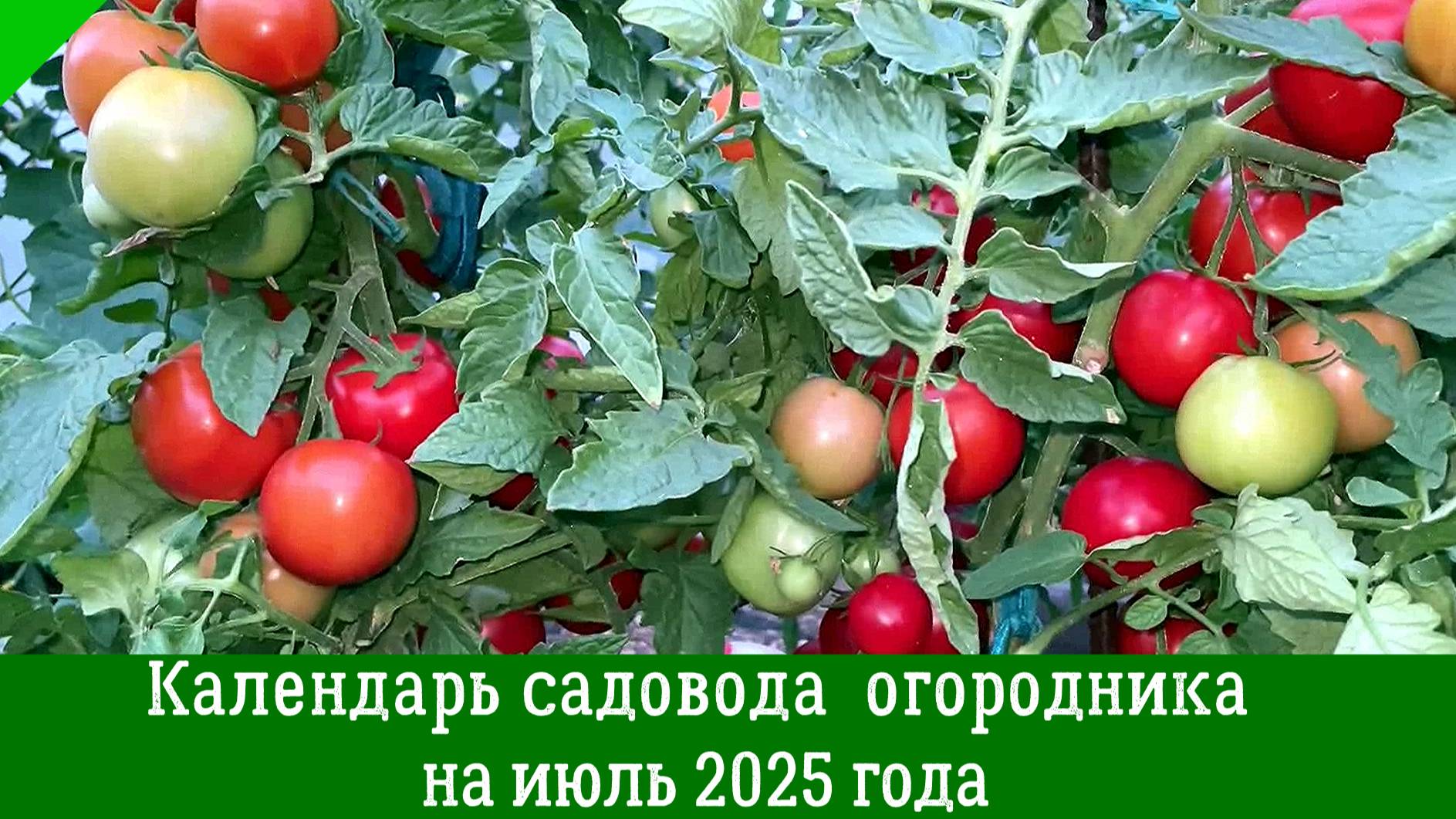 Подробный ПОСЕВНОЙ КАЛЕНДАРЬ НА ИЮЛЬ 2025. Что посеять в июле по лунному календарю