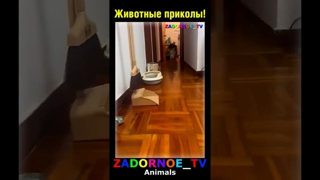 Животные-приколы и не только