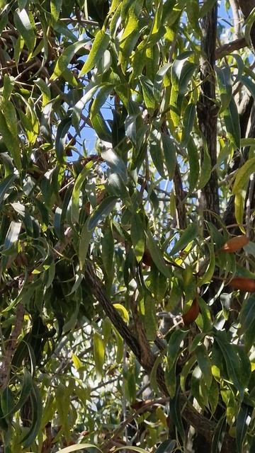 Дерево с глазами или Бутылочное дерево. 🌳👁 #video #shorts #funny #nature #love