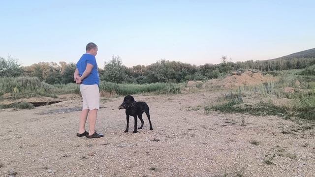 Охотничьи собаки,Эбби из Журавлинного клина.