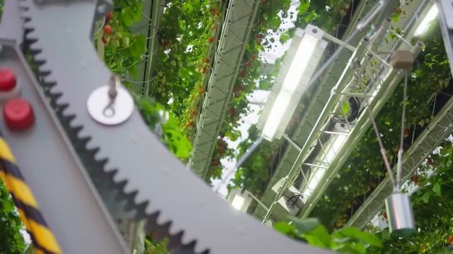 Dyson теперь выращивает клубнику 

Компания построила в Англии гигантскую «умную» теплицу, которая к