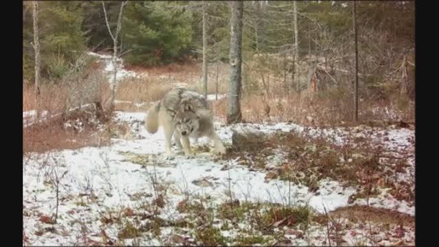 ВОЛКИ И ФОТОЛОВУШКА