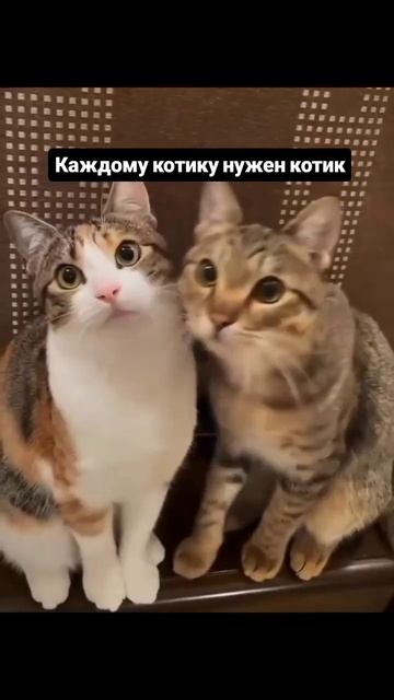 Каждому котику нужен котик
