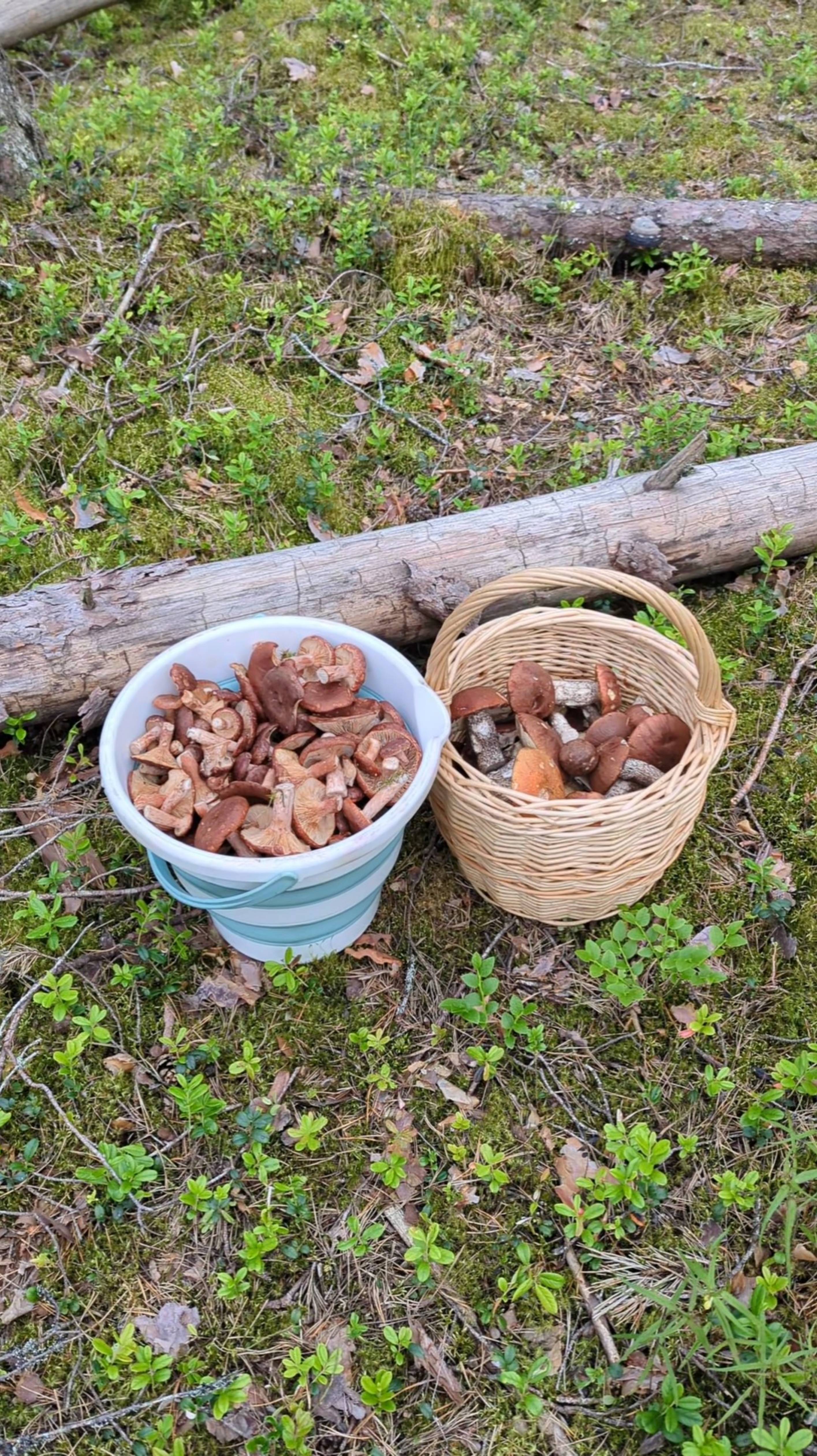 Для сушки и засола, 28.06.25г.
