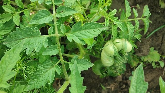 🍅