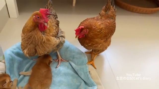 Две курицы более профессионально ухаживают за котятами, чем кошка - 2025 год
