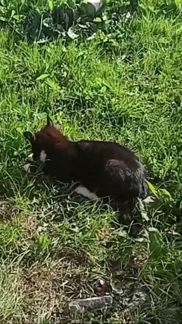 🐱