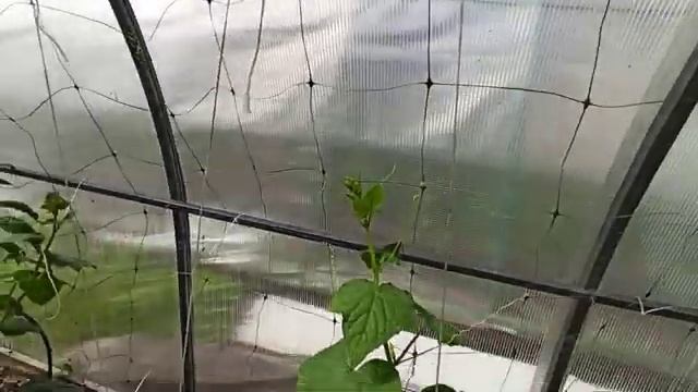 Рецепт продолжение Формировка огурца Часть 4