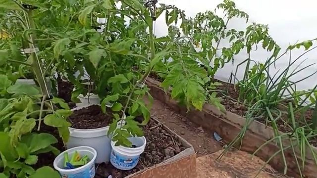 Шашка Парник Подкормка в холодную погоду Часть 3