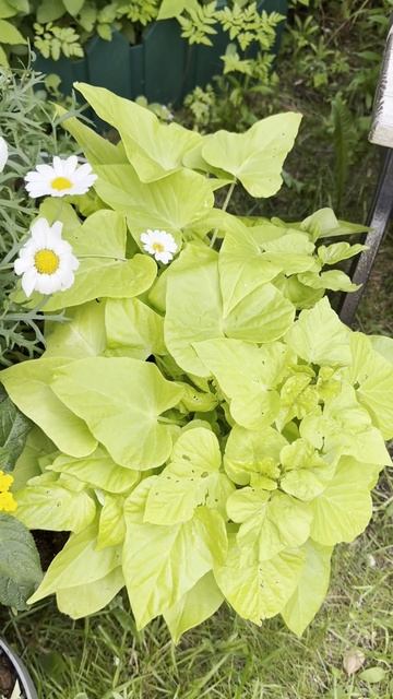 Контейнерное озеленение , кадочное озеленение