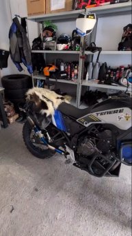 yoshimura на tenere 700 #shorts #tenere700 #тесамые