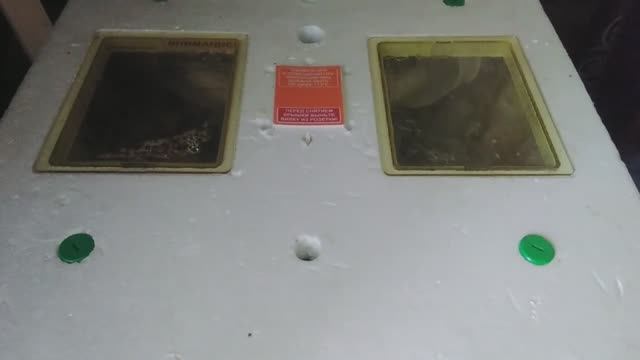 Перепелята выходят на свет