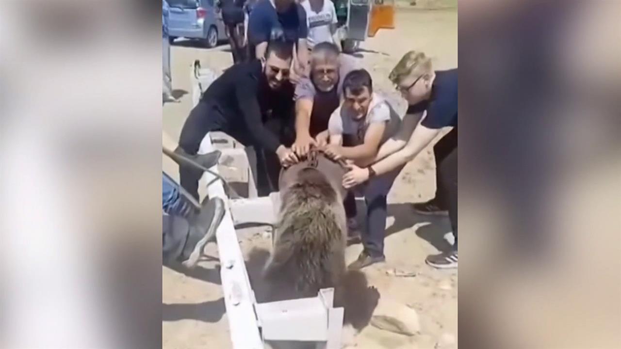В Казахстане жители села спасли медведя, который застрял в канистре