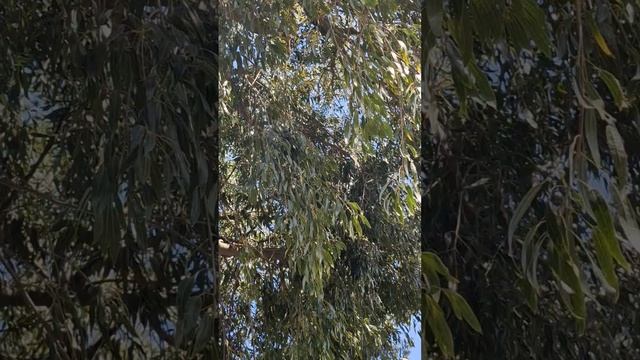 Дерево с глазами или Бутылочное дерево. 🌳👁 #video #shorts #funny #nature #love