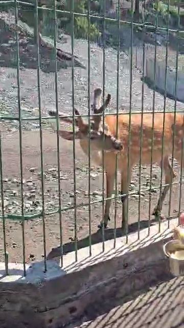 кормлю пятнистого оленя 🦌