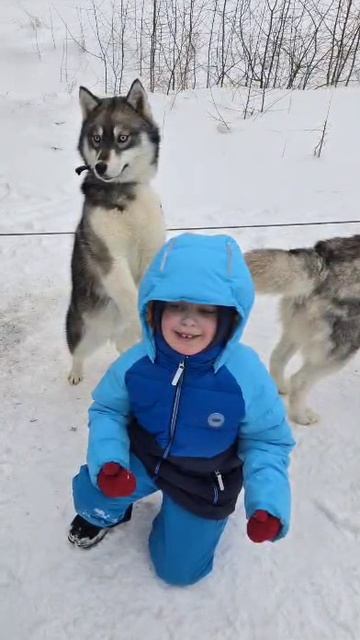 в гостях у хаски