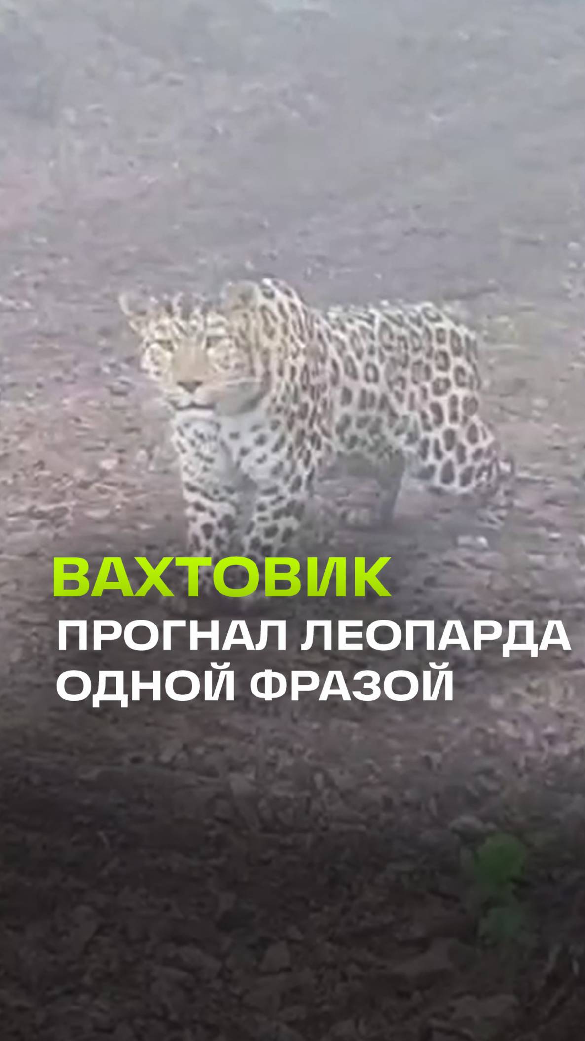 Вахтовик встретил леопарда в Приморье — кот ушел после речи строителя