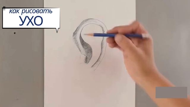 ухо - советы по рисунку