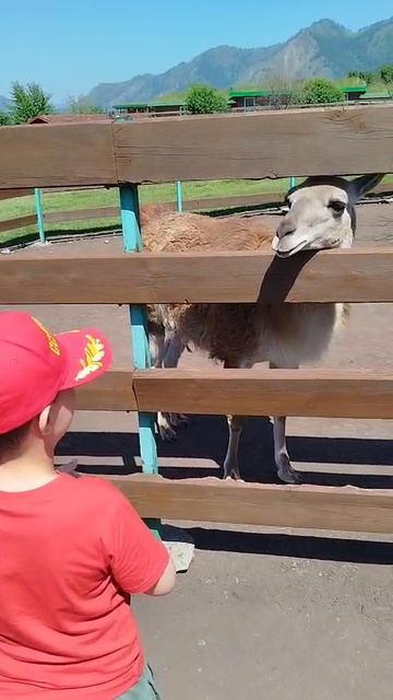 Ламы 🦙