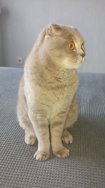 Кот ТУПНЯК 😁😁😁