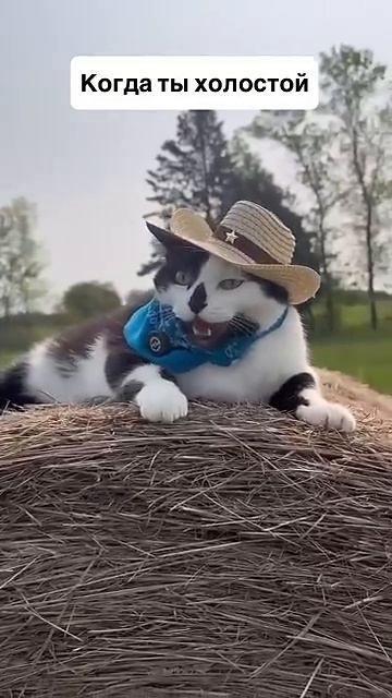 Кот в сапогах🤣😂