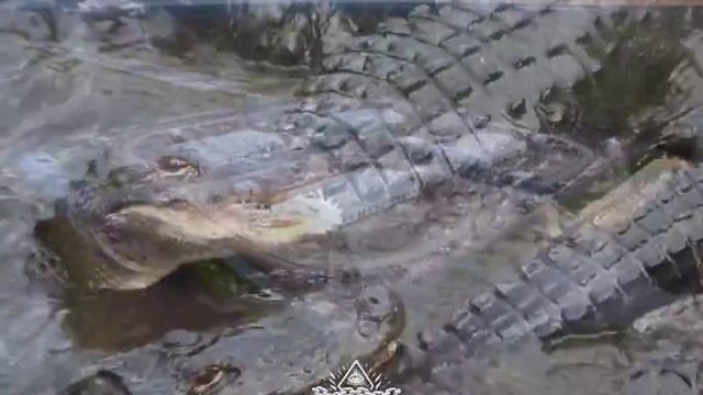 Через два дня во Флориде запустят «Алькатрас с аллигаторами»