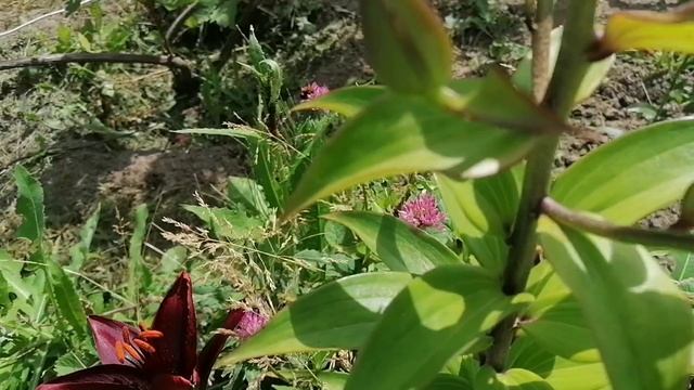 Кусочек лета. Спеет ягода 🍇🫐🍓🍒