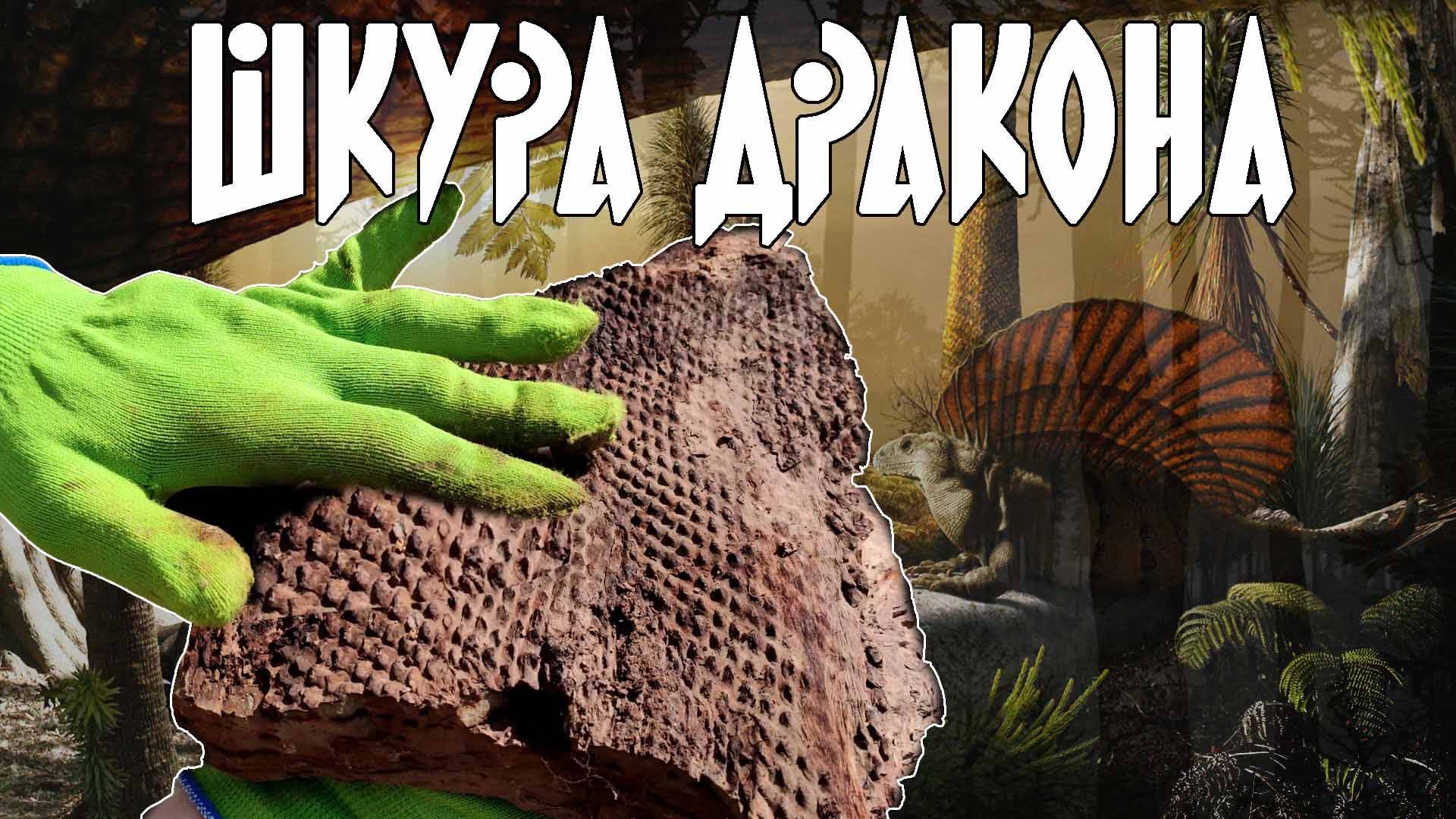 НАШЛИ ШКУРУ ДРАКОНА | Поиски исчезнувших тропических лесов Самарской области