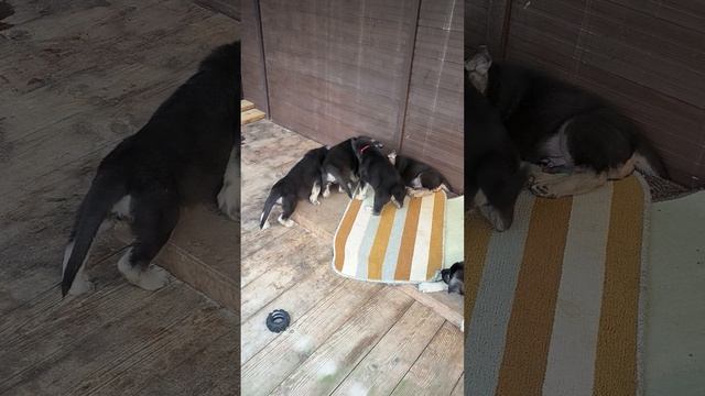 Щенки Восточноевропейскойовчарки