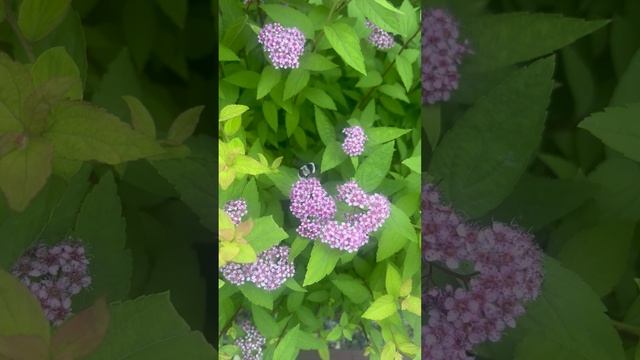 Володя 3,10 года наблюдает за пчёлами