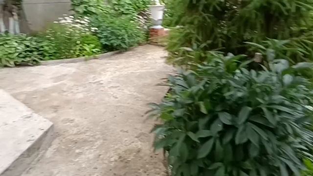 Ура!!!  Черешня поспела! Внуки довольны!