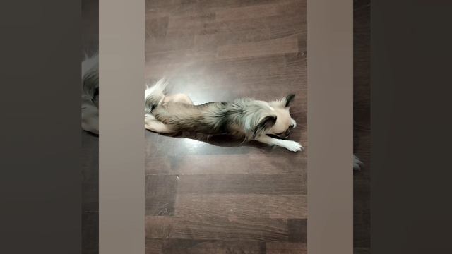 Моя #Мира. 🐾

#Чихуахуа