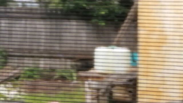 VID_20250629_121158.mp4