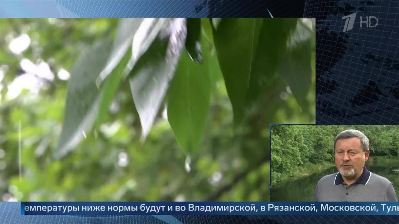 "Встретят неласково" - метеоролог Варакин о погоде на следующей неделе