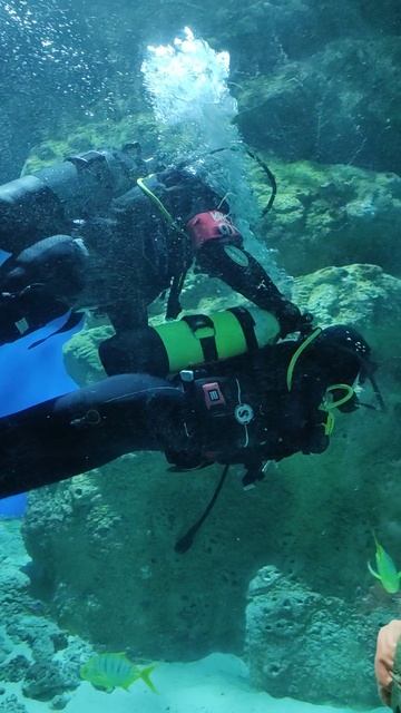 Можно поплавать в аквариуме с водолазами. г.Москва. Океанариум (файл 20)