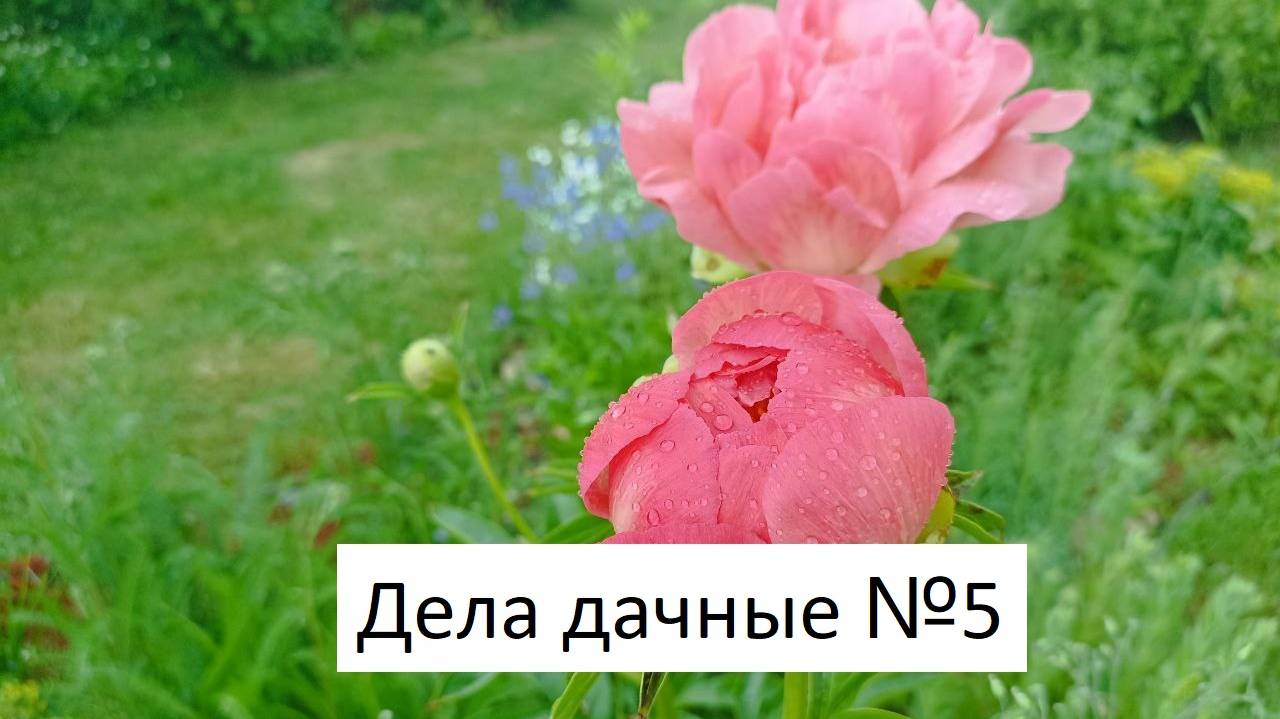 Дела дачные №5