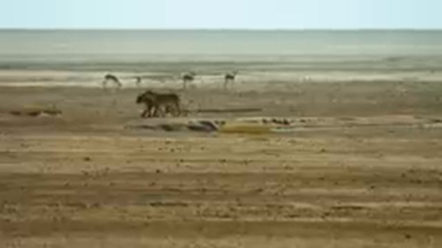 Красота в дикой природе, изучение поведения животных, ч.6